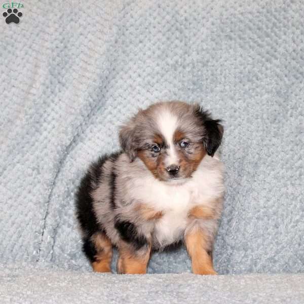 Ollie, Miniature Australian Shepherd Puppy