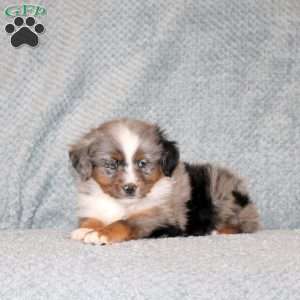 Ollie, Miniature Australian Shepherd Puppy