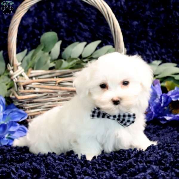 Ollie, Maltese Puppy