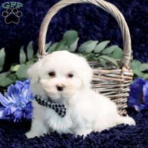 Ollie, Maltese Puppy