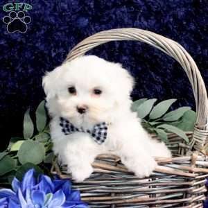 Ollie, Maltese Puppy
