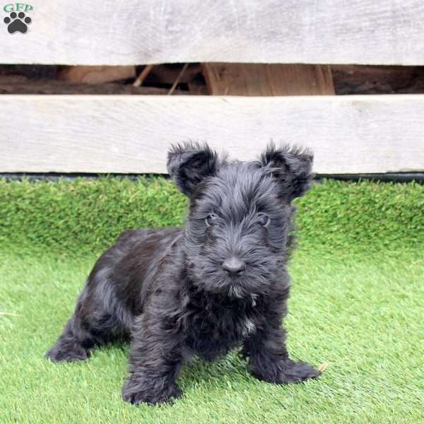 Olyver, Scottish Terrier Mix Puppy
