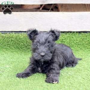 Olyver, Scottish Terrier Mix Puppy