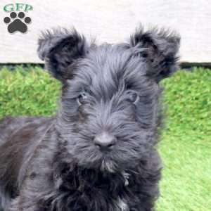 Olyver, Scottish Terrier Mix Puppy
