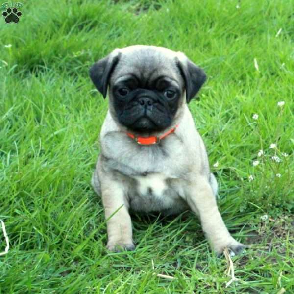 Omar, Pug Puppy