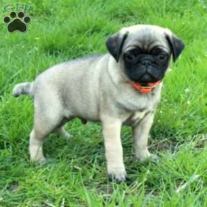 Omar, Pug Puppy