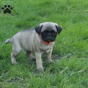 Omar, Pug Puppy