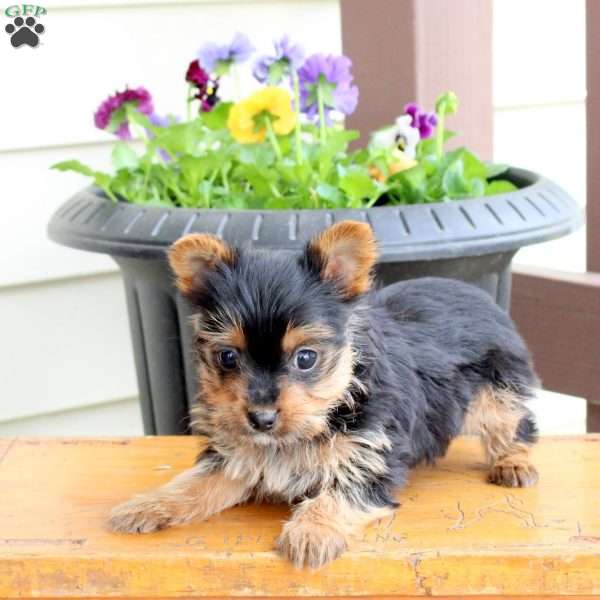 Opal, Yorkie Puppy