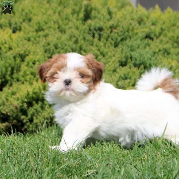 Opal, Shih Tzu Puppy