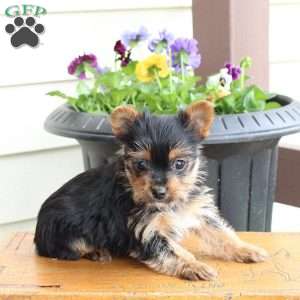 Opal, Yorkie Puppy