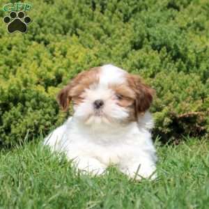 Opal, Shih Tzu Puppy