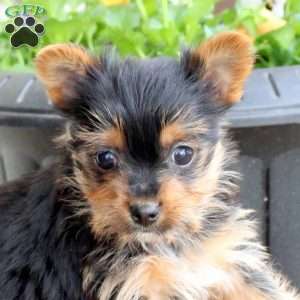 Opal, Yorkie Puppy
