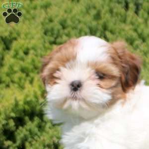Opal, Shih Tzu Puppy