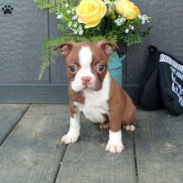 Ophelia, Boston Terrier Puppy