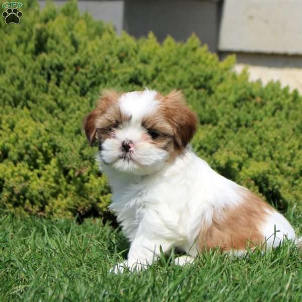 Ophelia, Shih Tzu Puppy