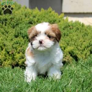 Ophelia, Shih Tzu Puppy
