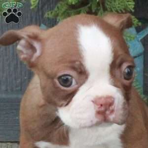 Ophelia, Boston Terrier Puppy