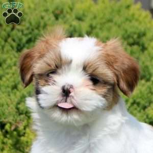 Ophelia, Shih Tzu Puppy