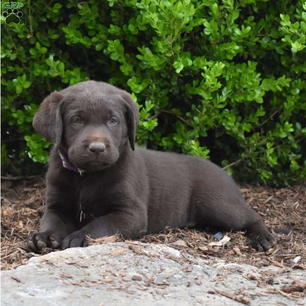 Ore, Chocolate Labrador Retriever Puppy