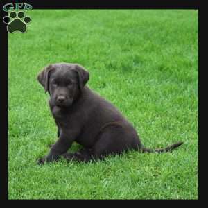 Ore, Chocolate Labrador Retriever Puppy