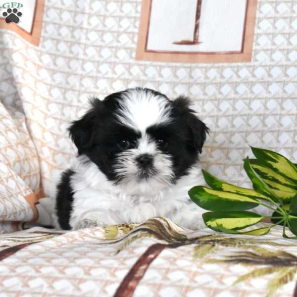 Oreo, Shih Tzu Puppy
