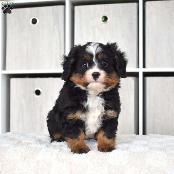 Oreo, Miniature Bernese Mountain Dog Puppy