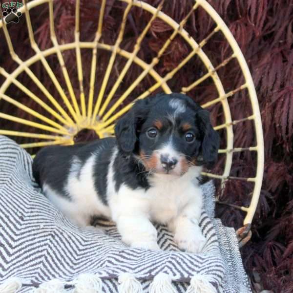 Oreo, Dachshund Puppy