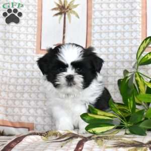 Oreo, Shih Tzu Puppy