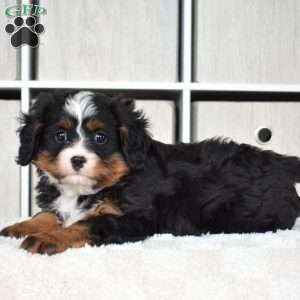 Oreo, Miniature Bernese Mountain Dog Puppy
