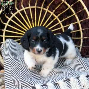 Oreo, Dachshund Puppy
