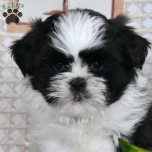 Oreo, Shih Tzu Puppy