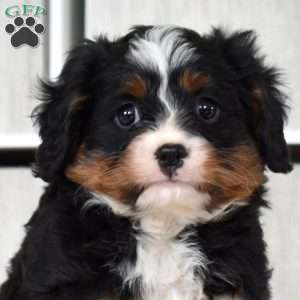 Oreo, Miniature Bernese Mountain Dog Puppy