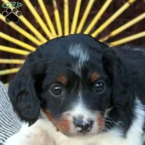 Oreo, Dachshund Puppy