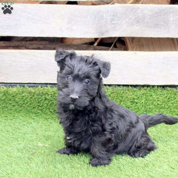 Orion, Scottish Terrier Mix Puppy