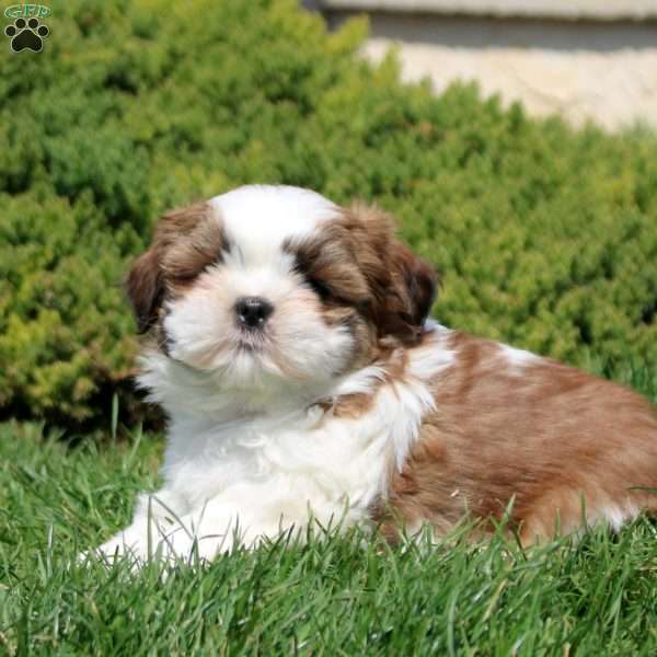 Orion, Shih Tzu Puppy