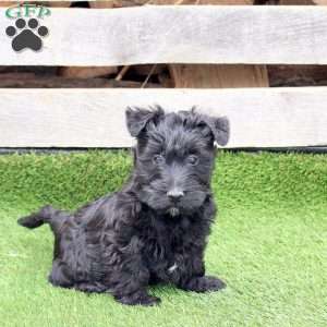 Orion, Scottish Terrier Mix Puppy