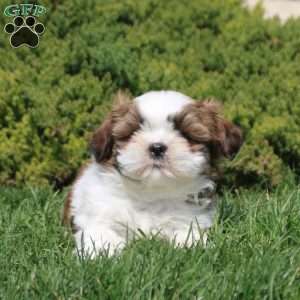 Orion, Shih Tzu Puppy