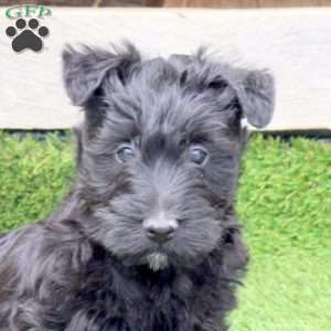 Orion, Scottish Terrier Mix Puppy