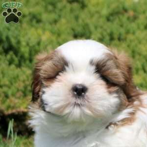 Orion, Shih Tzu Puppy
