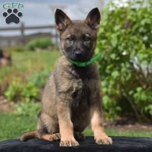 Orpha, German Shepherd Puppy