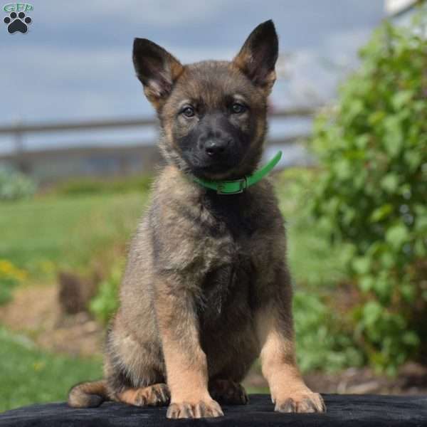 Orpha, German Shepherd Puppy