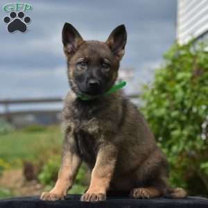 Orpha, German Shepherd Puppy