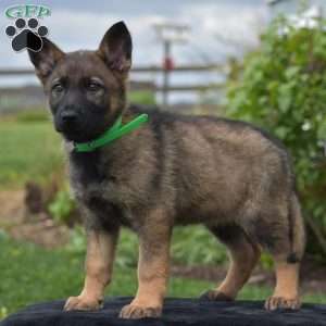 Orpha, German Shepherd Puppy