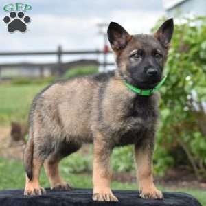 Orpha, German Shepherd Puppy