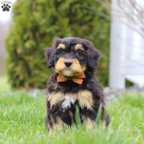 Oscar, Mini Bernedoodle Puppy