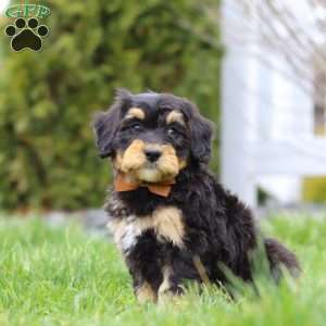 Oscar, Mini Bernedoodle Puppy