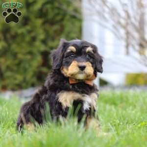 Oscar, Mini Bernedoodle Puppy