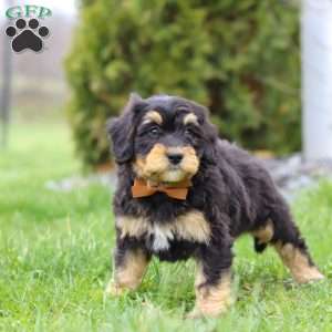 Oscar, Mini Bernedoodle Puppy