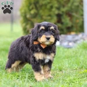 Oscar, Mini Bernedoodle Puppy