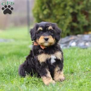 Oscar, Mini Bernedoodle Puppy
